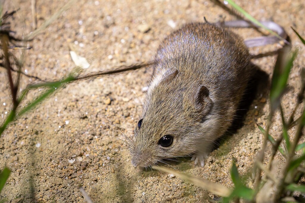 hairy-eared Cerrado mouse