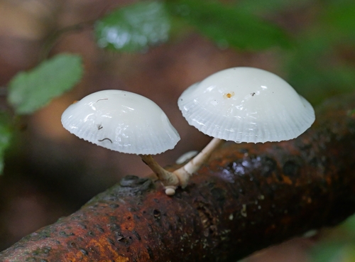porcelain mushroom