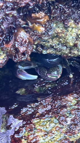 Striped Shore Crab