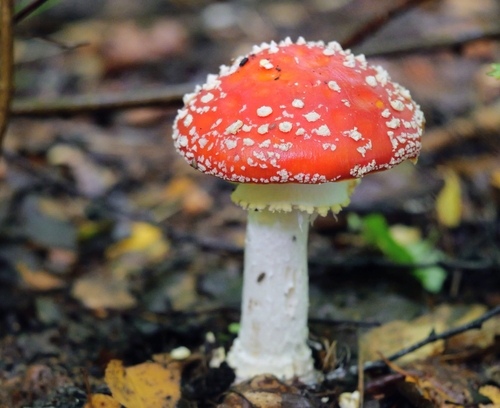 Fly Agaric