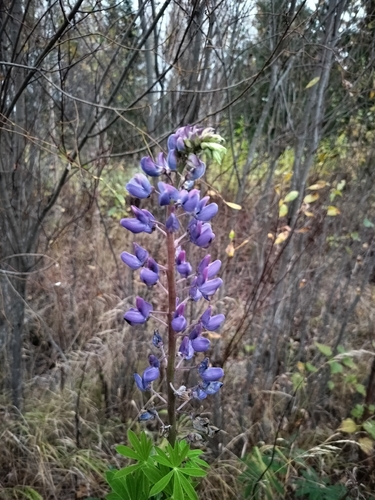 Large-leaved lupine