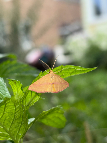 Chickweed Geometer Moth