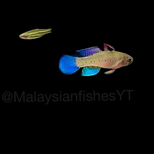 Peach Knight Goby