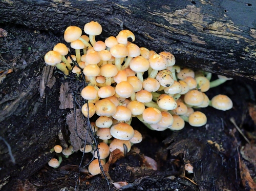 Sulphur Tuft