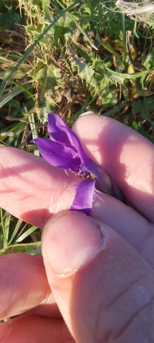 Fringe-flowered Gentian