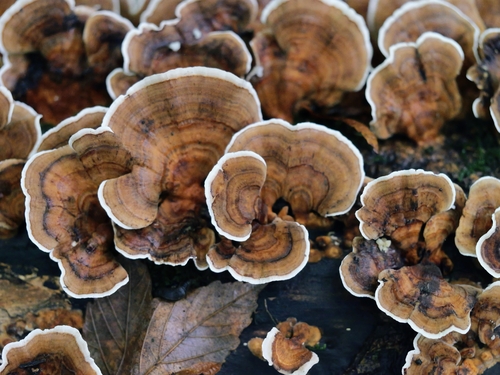 turkey-tail