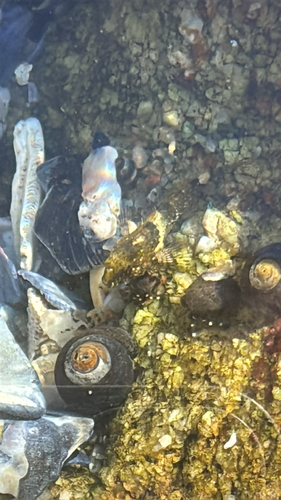 Woolly Sculpin