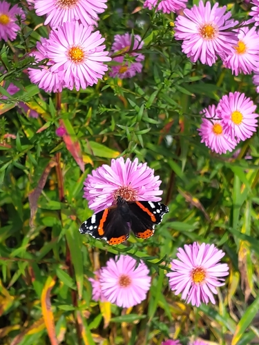 Red Admiral