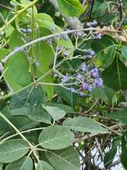 Vitex gaumeri