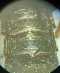 Dinothenarus badipes