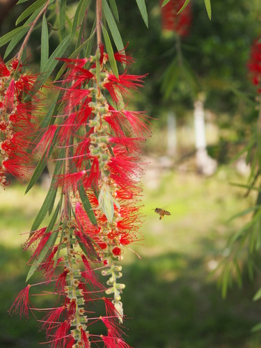 weeping bottlebrush