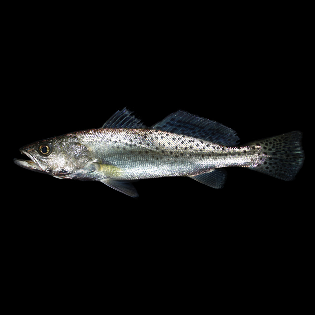 Spotted Seatrout