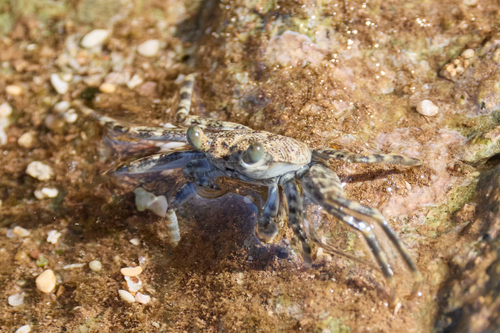 Grapsus longitarsis observed 2026-09-12