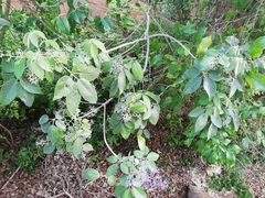 Vitex gaumeri