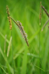 Alopecurus pratensis