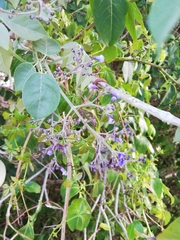 Vitex gaumeri