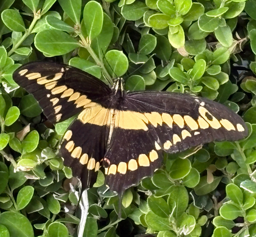 Western Giant Swallowtail