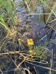 Ranunculus flabellaris