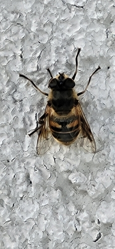 Common Drone Fly