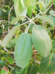 Vitex gaumeri