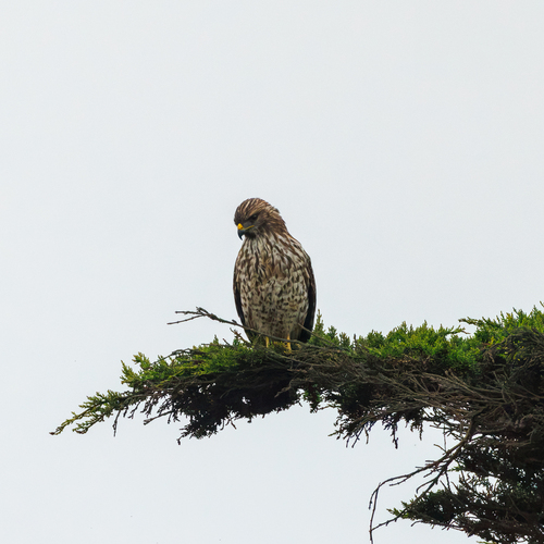 Red-shouldered Hawk