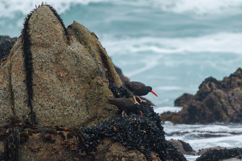 Black Oystercatcher