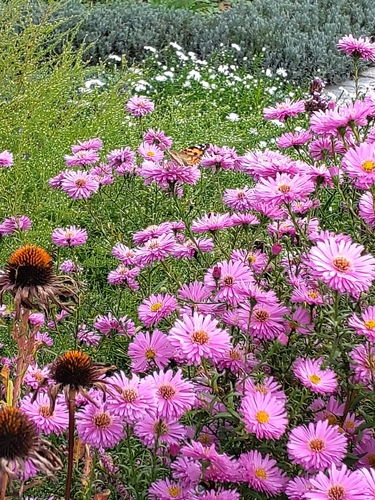 Painted Lady