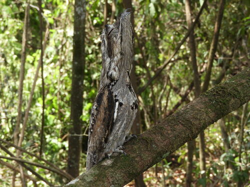 Common Potoo