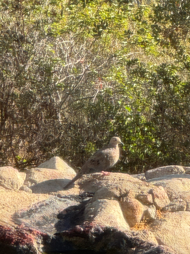Mourning Dove
