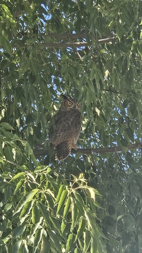 Great Horned Owl