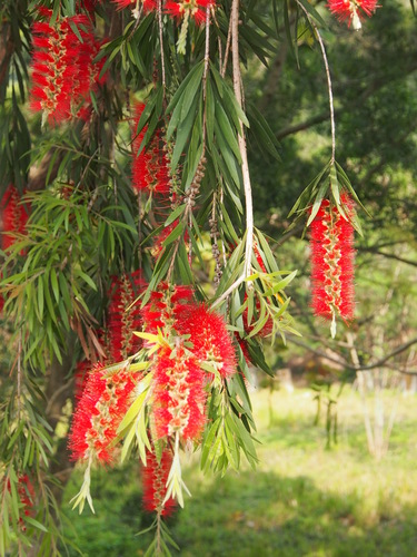weeping bottlebrush
