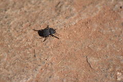 Microschatia inaequalis