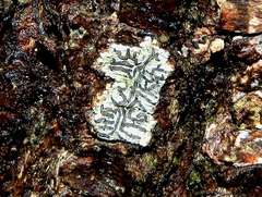 Platygramme mucronata