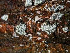 Platygramme mucronata