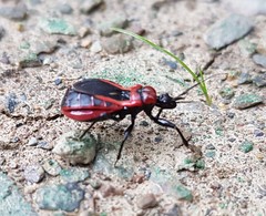 Haematoloecha rufithorax