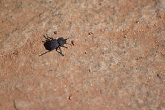 Microschatia inaequalis