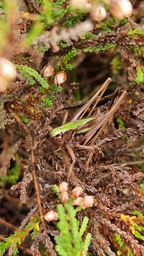 Bog Bush-cricket