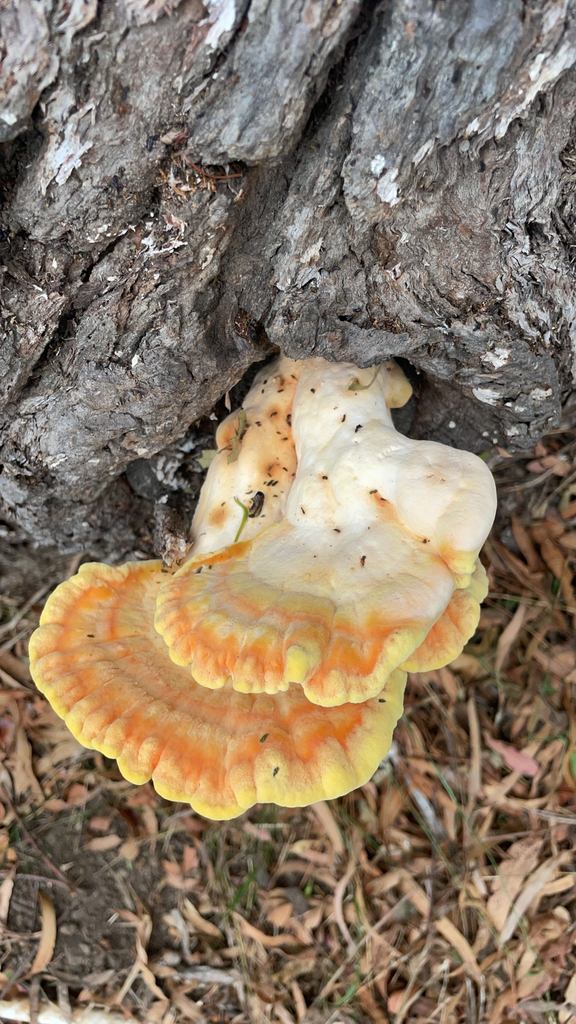 Western Hardwood Sulphur Shelf · October 2026 · photo: Photo: no rights reserved · iNaturalist