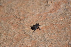 Microschatia inaequalis