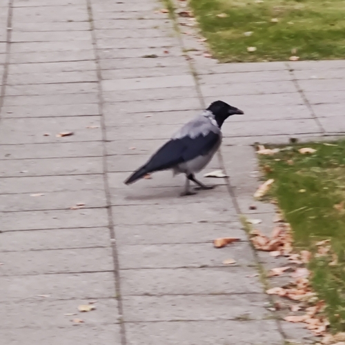 Hooded Crow