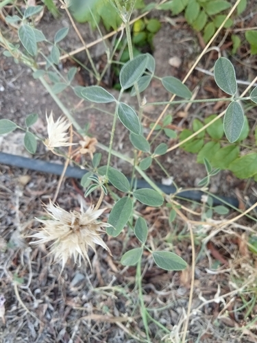 arabian pea