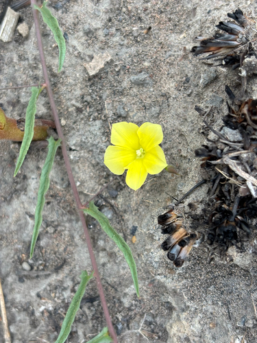Xenostegia tridentata observed 2026-10-01