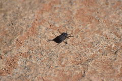 Microschatia inaequalis