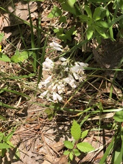 Penstemon pallidus