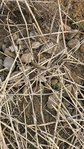 Sand Lizard