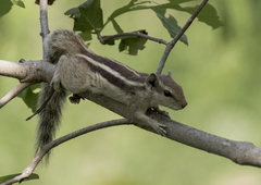 Funambulus pennantii