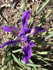 Iris hartwegii australis