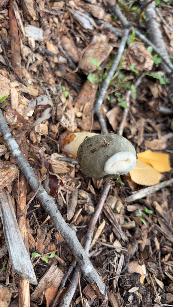 Ravenel's stinkhorn · October 2026 · photo: Photo: no rights reserved · iNaturalist