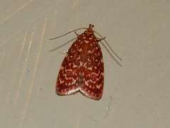 Syringoseca rhodoxantha