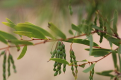 Acacia multisiliqua